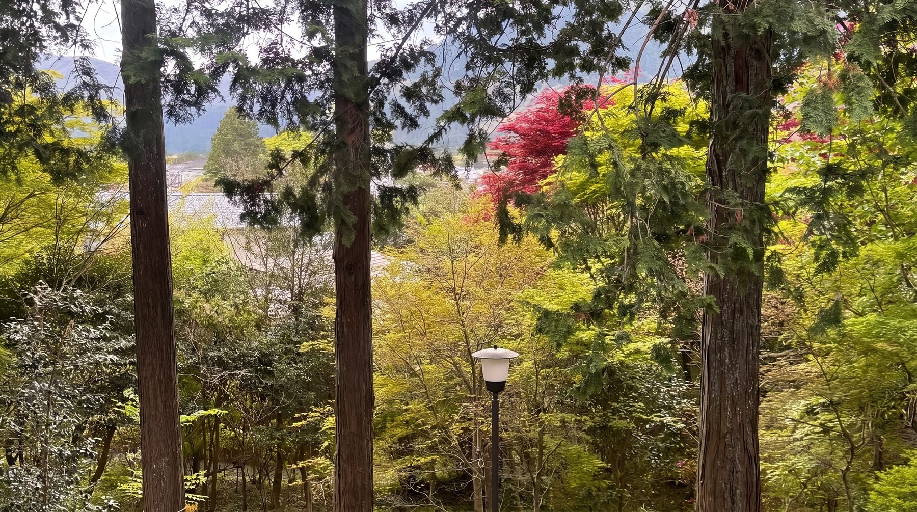 仙石原すすき草原